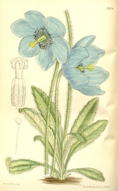 Meconopsis simplicifolia, Papaveraceae by J.N. Fitch